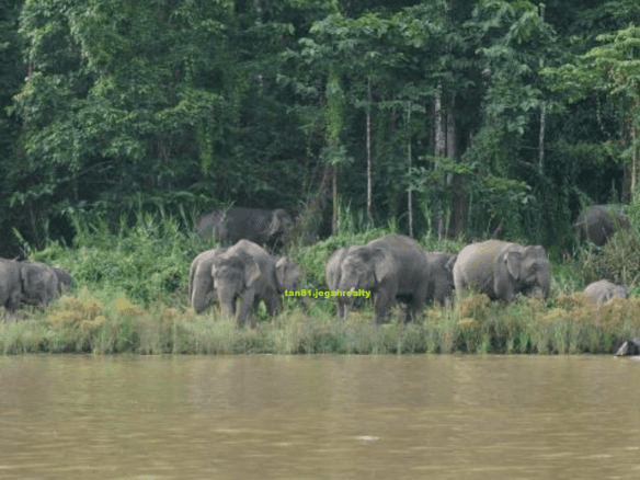 Kinabatangan Eco-tourism (999yrs) Jungle Riverside Land CL57acs